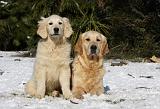 GOLDEN RETRIEVER 813